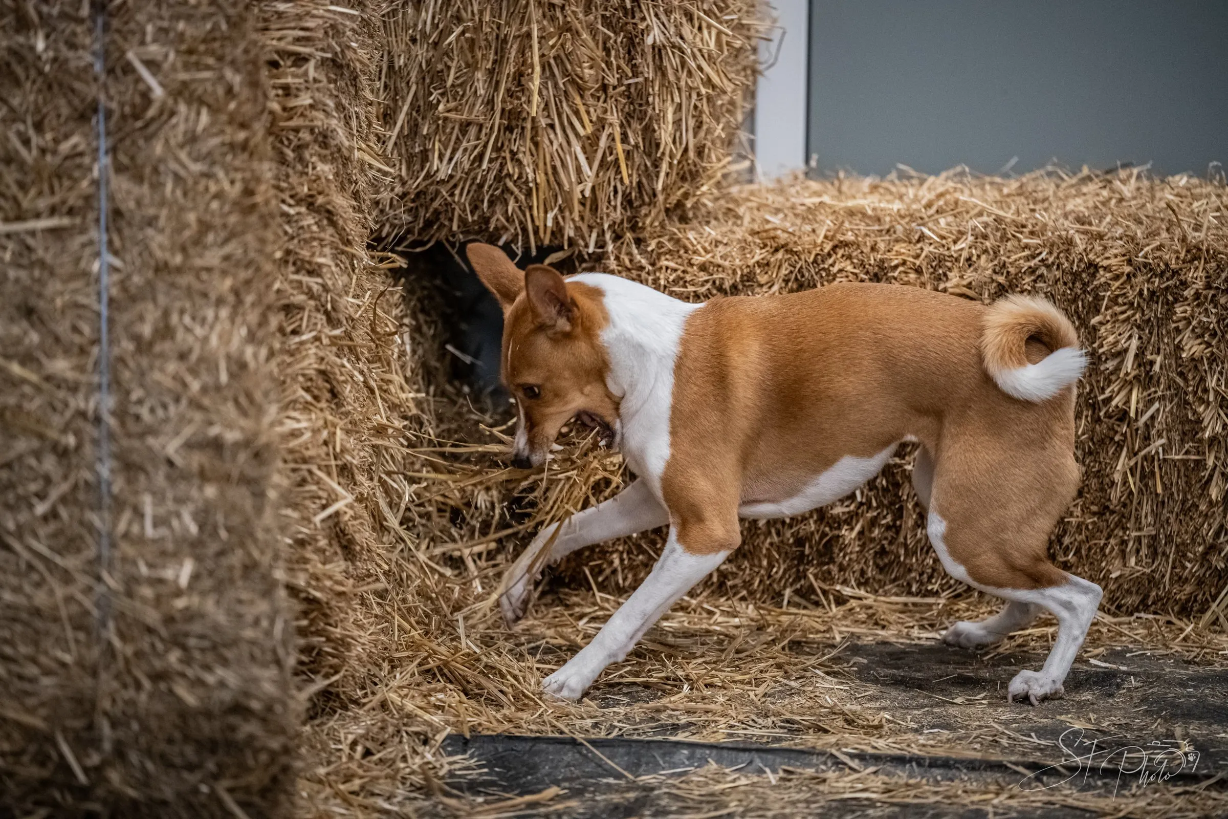 Basenji cherchant le rat entre les balles de foin