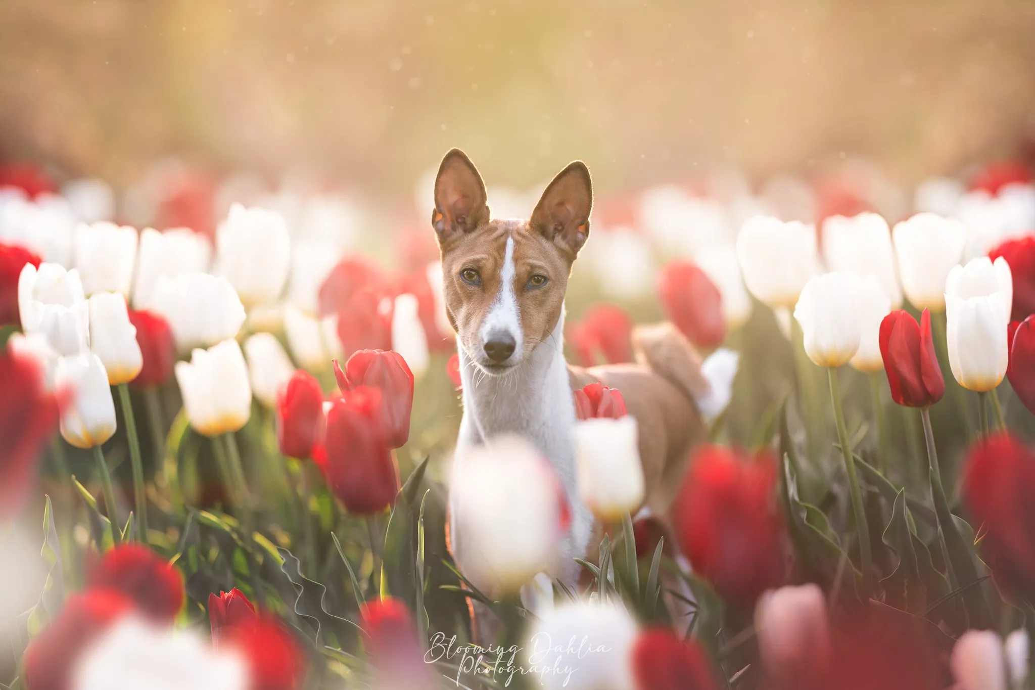 Peca dans un champ de tulipes
