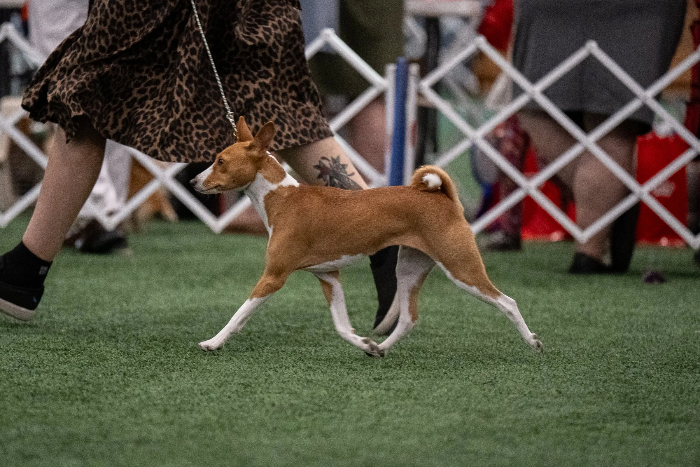 Pike au trot dans le ring