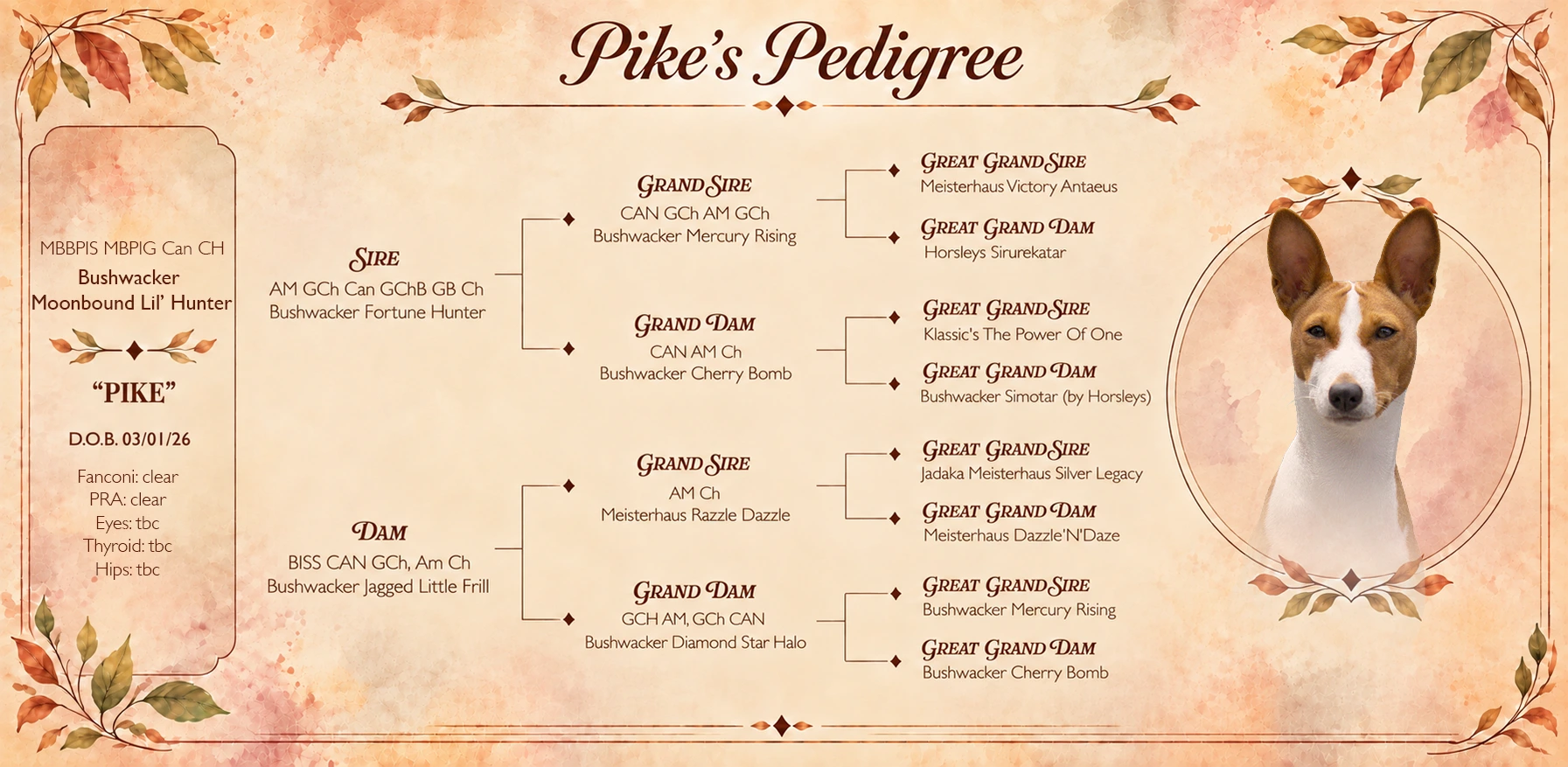 Pedigree de Pike sur trois générations. Père : AM GCh Can GChB GB Ch Bushwacker Fortune Hunter, issu de CAN GCh AM GCh Bushwacker Mercury Rising et de CAN AM Ch Bushwacker Cherry Bomb. Mère : BISS CAN GCh, Am Ch Bushwacker Jagged Little Frill, issue de AM Ch Meisterhaus Razzle Dazzle et de GCH AM, GCh CAN Bushwacker Diamond Star Halo.